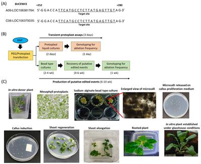 Efficient multi-allelic genome editing via CRISPR–Cas9 ribonucleoprotein-based delivery to Brassica napus mesophyll protoplasts